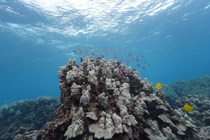 Maui: Molokini and Turtles Luxury Yacht Snorkel - Value for money: what $263 gets you and what to watch for