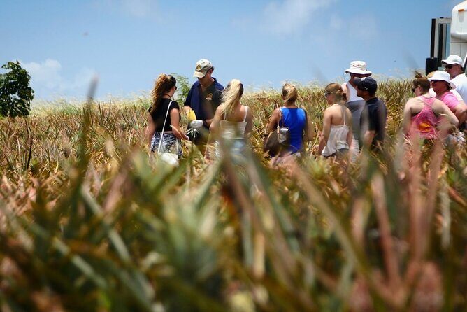 Maui Pineapple Farm Tour in Haliimaile - Why This Maui Pineapple Tour Works: Hali’imaile, Farming, and Real Ripeness