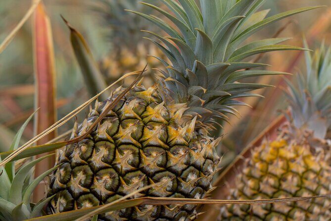 Maui Pineapple Farm Tour in Haliimaile - Packing Facility Stops: Seeing How Pineapple Gets Ready
