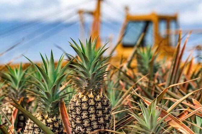 Maui Pineapple Farm Tour in Haliimaile - Price and Value: Is $99.48 Really Fair for 1.5 Hours?