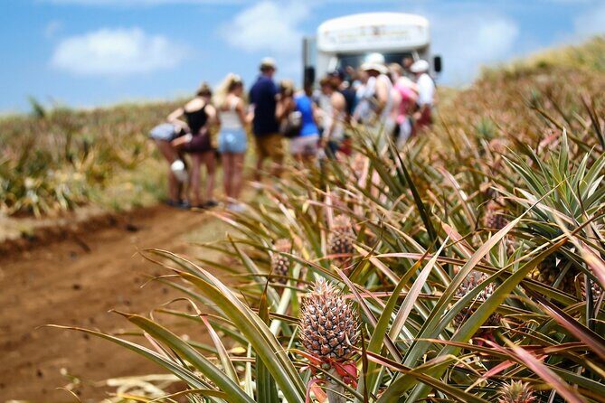 Maui Pineapple Farm Tour in Haliimaile - Getting There: Maui Pineapple Store Meeting Point and Upcountry Timing