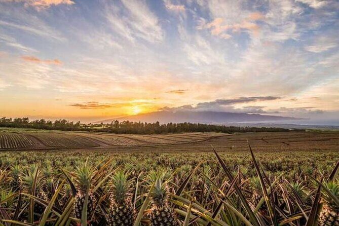 Maui Pineapple Tour: Farm and Feast Experience - Maui Gold Farm Tour: Fields, Farming Lessons, and Tasting Time