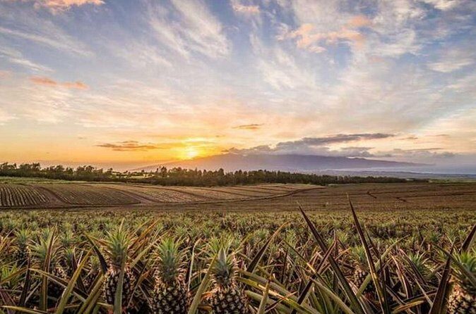Maui Pineapple Tour: Farm and Feast Experience - Price and Value: Is $204.19 Worth It?