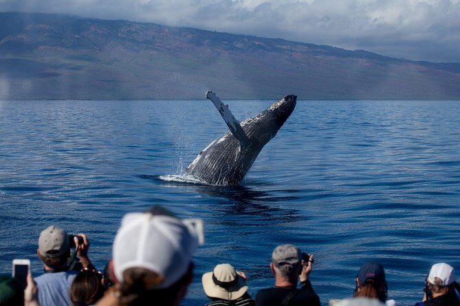 Maui Premium Sunset Dinner Cruise & Whale Watch - Quick hits you’ll care about