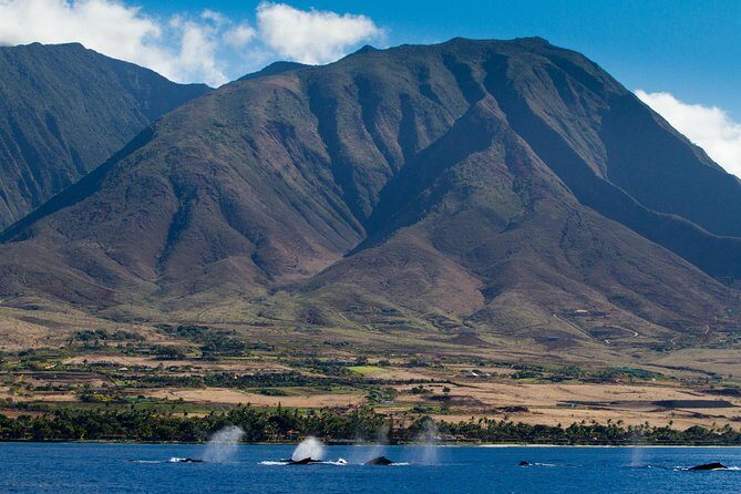 Maui Premium Sunset Dinner Cruise & Whale Watch - Maalaea Harbor is the sweet spot for a Maui sunset whale cruise