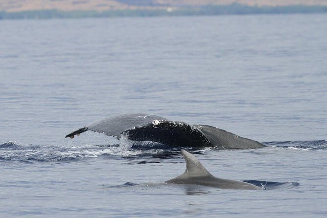 Maui Premium Sunset Dinner Cruise & Whale Watch - Price and value: is $189.36 a good deal?