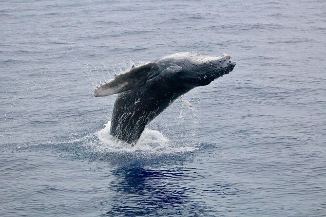 Maui Premium Sunset Dinner Cruise & Whale Watch - Whale watching with live naturalist commentary (and why it matters)