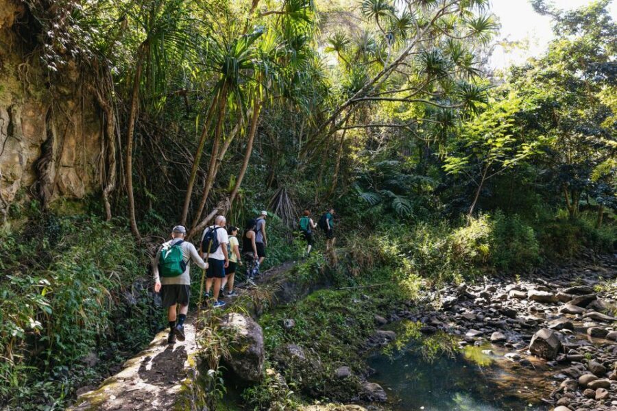 Maui: Rainforest Waterfalls Guided Hike with Picnic Lunch - Who This Tour Is Best For (and Who Should Think Twice)