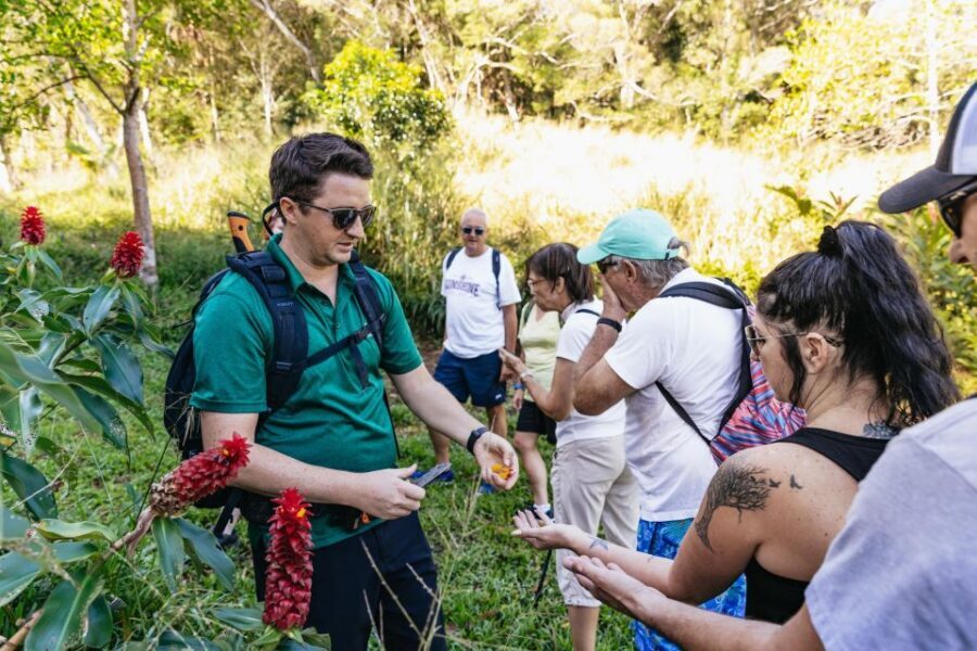 Maui: Rainforest Waterfalls Guided Hike with Picnic Lunch - Why This East Maui Waterfall Hike Feels More Real Than a Photo Stop