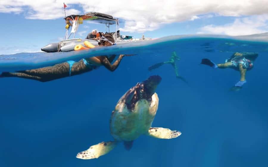 Maui: Semi-Private 3 Hour Eco-Raft Turtle Snorkel Tour - What You’re Really Buying on This Maui Eco-Raft Turtle Snorkel Trip