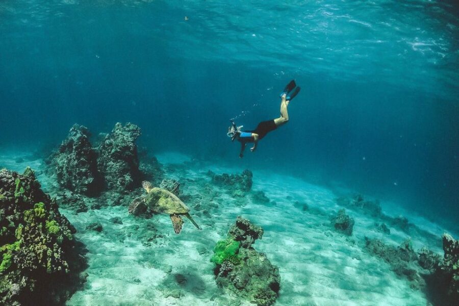 Maui: Semi-Private 3 Hour Eco-Raft Turtle Snorkel Tour - Snorkeling the Turtle Search: What Instruction Looks Like