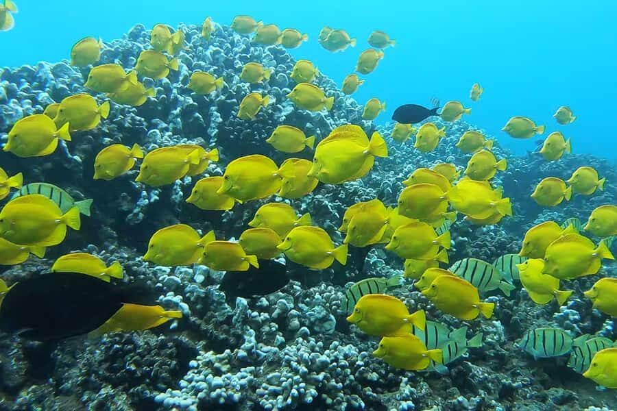 Maui: Semi-Private 3 Hour Eco-Raft Turtle Snorkel Tour - Hawaiian-Style Snacks and Drinks: A Real Part of the Value