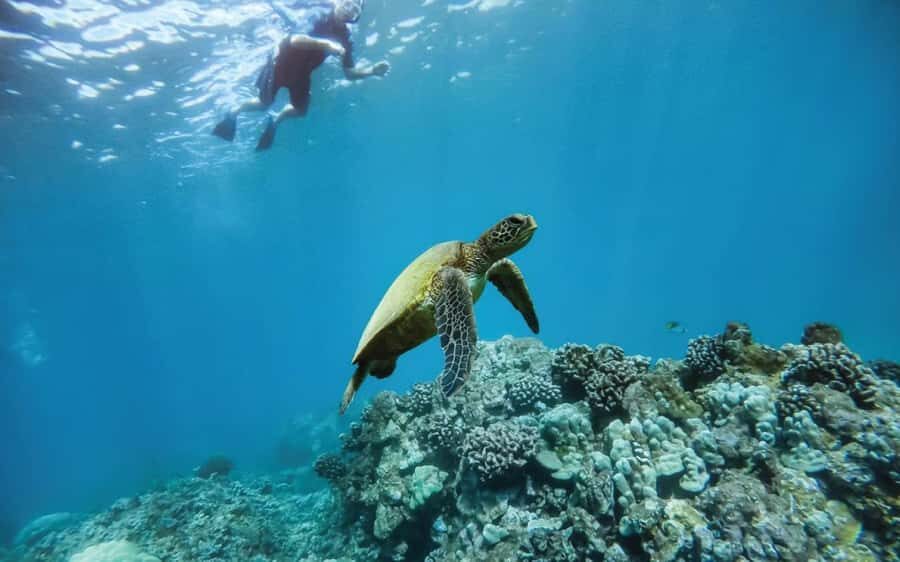 Maui: Semi-Private 3 Hour Eco-Raft Turtle Snorkel Tour - The 3-Hour Timeline: How the Day Moves Without Feeling Rushed