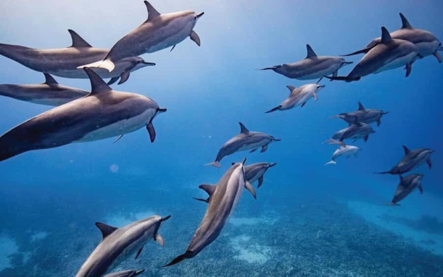 Maui: Semi-Private Eco-Raft Lanai Snorkel & Dolphin Tour - From Lahaina Check-In to the Raft Ride Out: What the First Hour Costs You