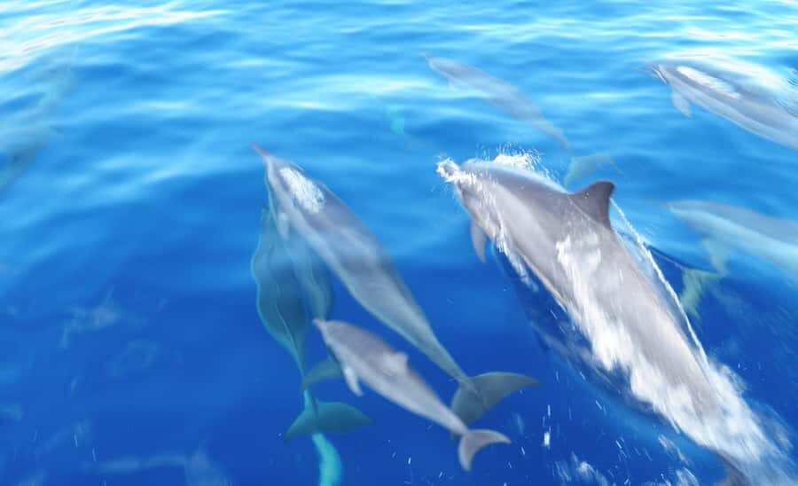 Maui: Semi-Private Eco-Raft Lanai Snorkel & Dolphin Tour - Dolphin Watching on Lanai: A Short Window with Real Uncertainty