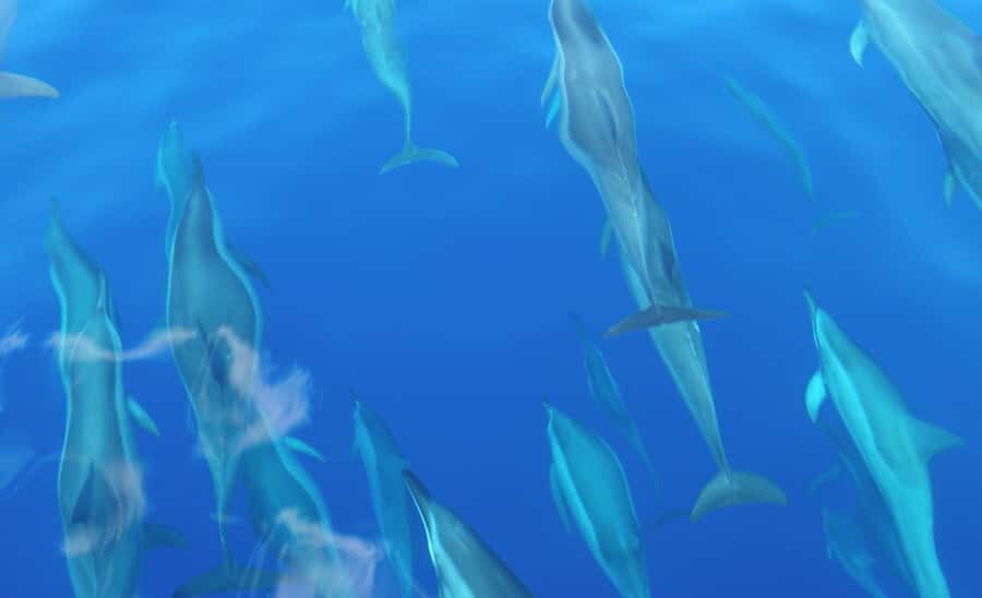 Maui: Semi-Private Eco-Raft Lanai Snorkel & Dolphin Tour - Who This Lanai Eco-Raft Tour Fits Best