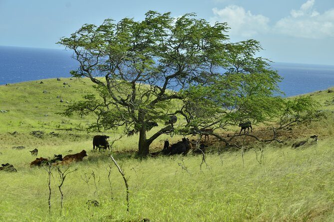 Maui Shore Excursions : Road to Hana With Pickup & Lunch - The Hana Highway’s Botanical Stops: Bamboo, Rainbow Trees, and Side Quirks