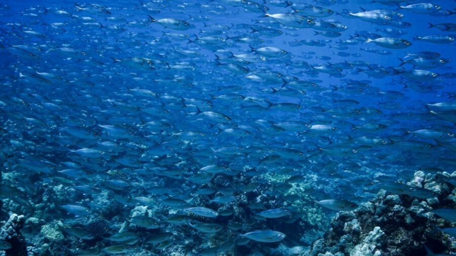 Maui: Small Group Shark & Turtle Scuba Dive from Shore - Key highlights I’d prioritize