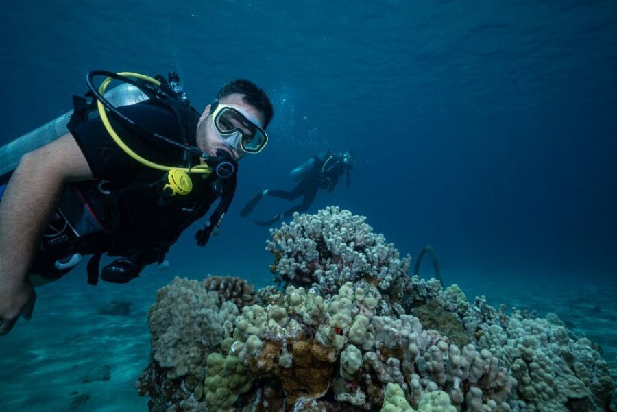 Maui: Small Group Shark & Turtle Scuba Dive from Shore - Meeting in Lahaina: where it starts and why location helps