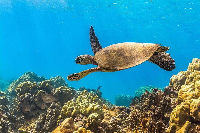 Maui Snorkel and Sunset Sail - Coral Gardens Reef Time: 500-Year-Old Coral and Turtle Chances