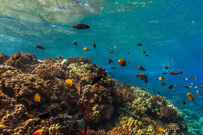 Maui Snorkel and Sunset Sail - The 1906 Captain McGregor Stop: A Quick History Break
