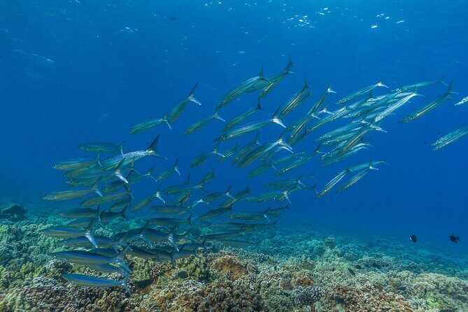 Maui Snorkel and Sunset Sail - BYOB Rules and What to Bring (No Glass)