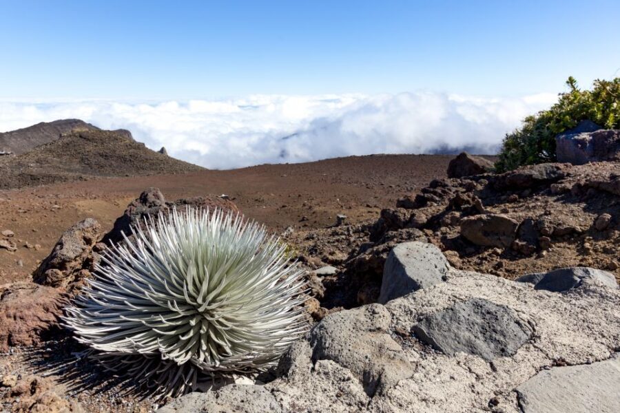 Maui: Sunrise & Breakfast Tour to Haleakala National Park - Guides: The Difference Between a Good Tour and a Memorable One