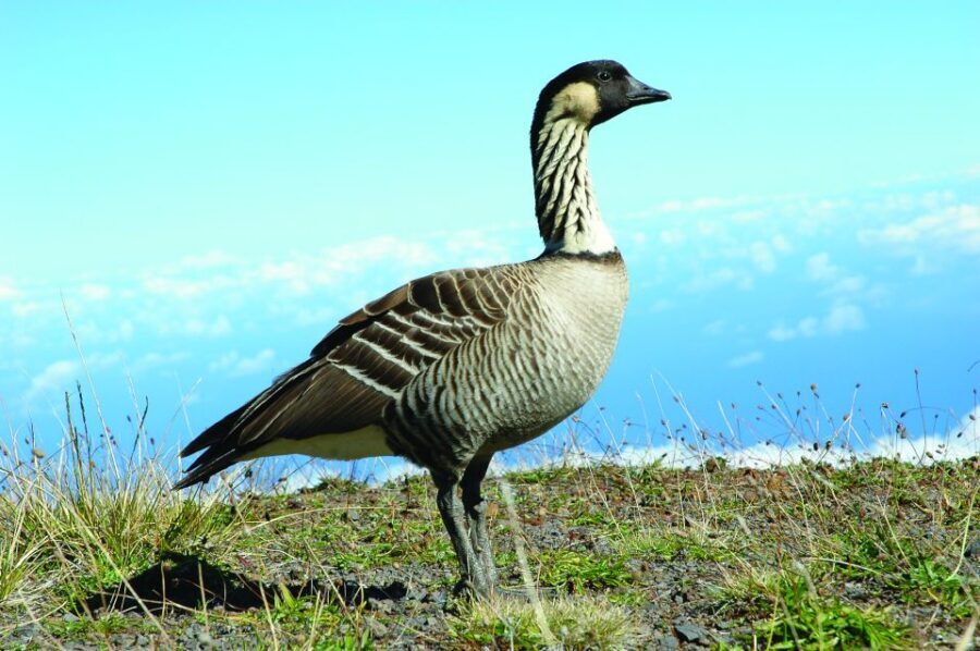Maui: Sunset & Dinner Tour to Haleakala National Park - Who should book this Maui Haleakala sunset tour (and who should skip it)