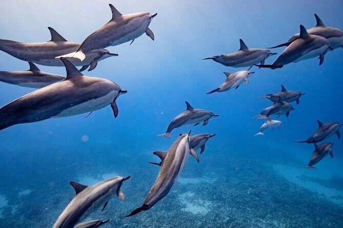 Maui to Lanai Semi-Private Eco Raft Snorkel & Dolphin Tour - Key tour takeaways