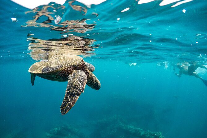 Maui to Lanai Semi-Private Eco Raft Snorkel & Dolphin Tour - Dolphins and whales: how close you really get