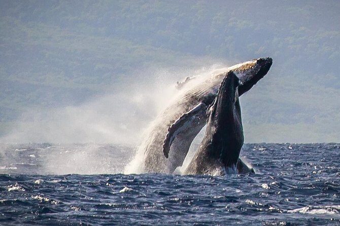 Maui: Whale Watching Cruise with Open Bar from Ka'anapali Beach - Quick take: What makes this whale cruise worth your time