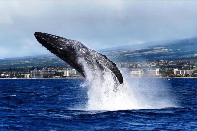 Maui: Whale Watching Cruise with Open Bar from Ka'anapali Beach - The 2-hour West Maui loop: where you’ll actually spend your time