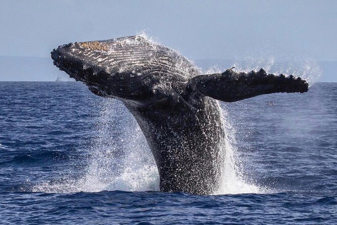 Maui: Whale Watching Cruise with Open Bar from Ka'anapali Beach - Seating and the splash zone: how to pick your spot