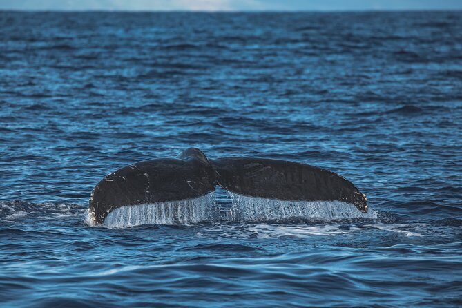 Maui: Whale Watching Cruise with Open Bar from Ka'anapali Beach - Timing tips: when to book and what to expect in winter