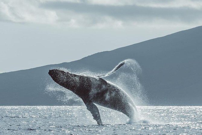 Maui: Whale Watching Cruise with Open Bar from Ka'anapali Beach - Naturalist live commentary: turning spotting into understanding