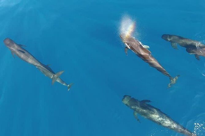 Maui Whale Watching -PRIVATE- Air Tour: (2-5 People): SEE WHALES! - In the cockpit: what “live commentary” feels like with headsets
