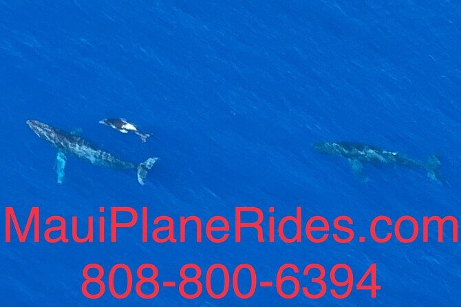 Maui Whale Watching -PRIVATE- Air Tour: (2-5 People): SEE WHALES! - Price and value: $420 per person, and what makes it feel fair