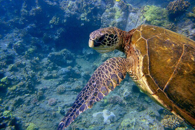 Maui's Only Clear Bottom Kayak Rental (priced per tandem kayak) - The Makena Landing Park Start: Your Base on Maui