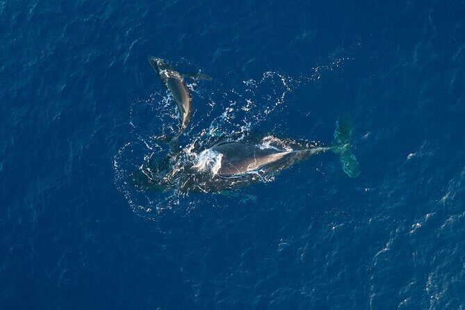 Midmorning Whale Watch from Lahaina Harbor - Key things to know before you go