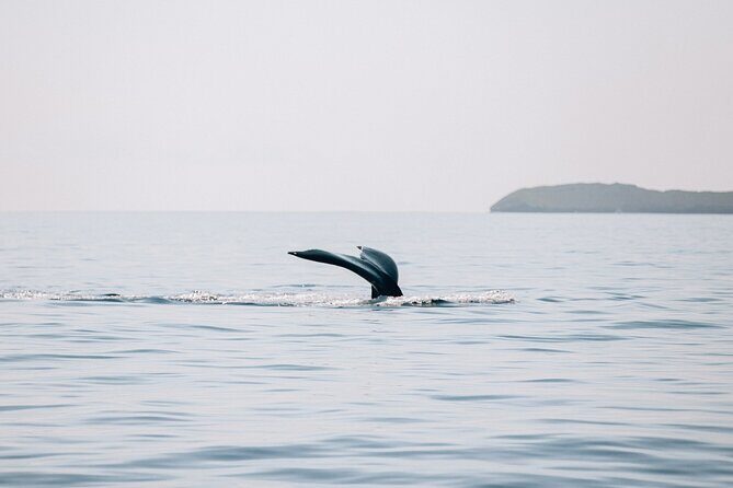 Midmorning Whale Watch from Lahaina Harbor - Midmorning whale watch timing and where you board