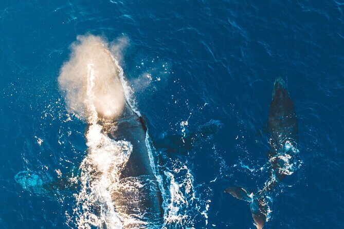 Midmorning Whale Watch from Lahaina Harbor - The one-stop itinerary and what happens on the water