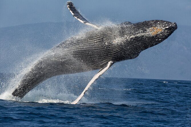 Midmorning Whale Watch from Lahaina Harbor - The crew and guiding style: facts without feeling forced