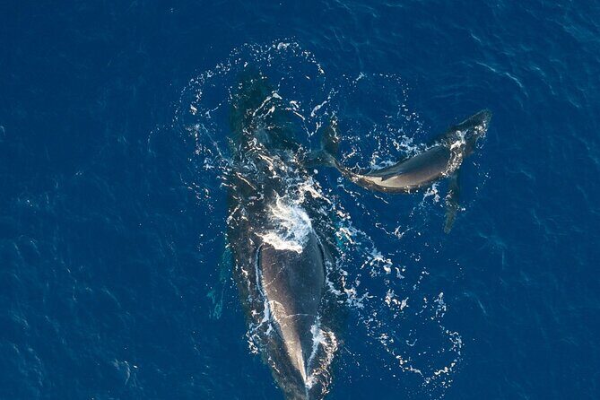 Midmorning Whale Watch from Lahaina Harbor - Price and value: is $100.22 worth it?