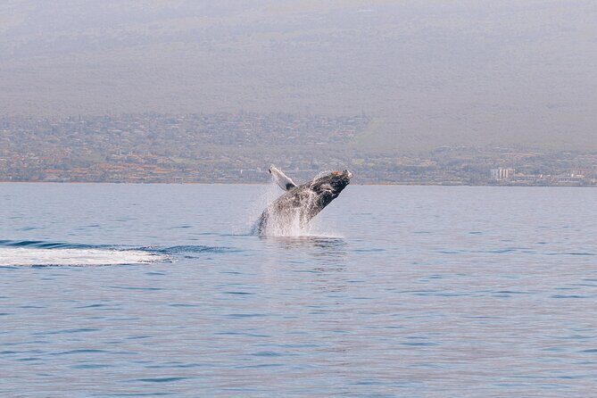 Midmorning Whale Watch from Lahaina Harbor - Whale spotting in winter: what you’re trying to see