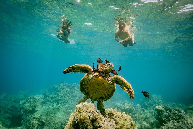 Molokini Crater Snorkel & Whale Watch Adventure (Dec 15-Mar 30) - A short Maui water day: Molokini plus whales without the full-day drag