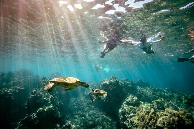 Molokini Crater Snorkel & Whale Watch Adventure (Dec 15-Mar 30) - Whale watch while you’re already on the water