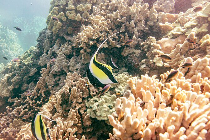 Molokini Crater Snorkel & Whale Watch Adventure (Dec 15-Mar 30) - Boat comfort and the small-boat difference