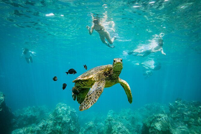 Molokini Crater Snorkel & Whale Watch Adventure (Dec 15-Mar 30) - Price and value: is $139 for 2.5 hours worth it?