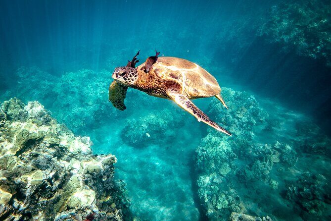 Molokini Crater Snorkel & Whale Watch Adventure (Dec 15-Mar 30) - Getting started in Kihei: easy meeting point and fast gear fitting