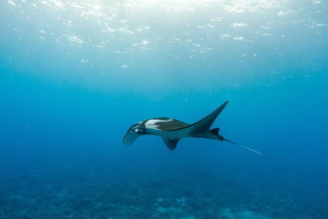 Molokini & Turtle Adventure: Small Group from Ma'alaea Harbor - Food, Fuel, and the “Don’t Forget Your Appetite” Part